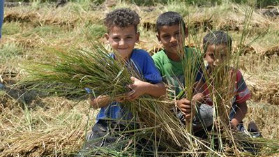 محافظ بورسعيد: 34 ألف فدان إجمالى المساحة المنزرعة بالأرز العام الجاري بالمحافظة