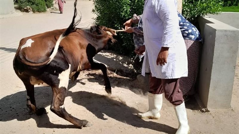 جانب من جهود الطب