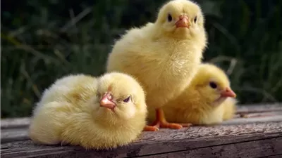 تباين أسعار الكتاكيت واستقرار البط في بورصة الدواجن اليوم الأربعاء