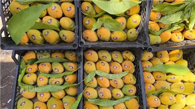 أسعار المانجو اليوم الجمعة 5 سبتمبر 2025، ارتفاع يضرب جميع الأصناف باستثناء التيمور
