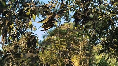 عمرها 106 أعوام، حديقة المنشاوي باشا بالغربية تحتفظ بأسرار 200 نوع مانجو (فيديو) 