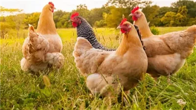 8 جنيهات ارتفاعًا في البلدي، أسعار الفراخ اليوم الخميس (آخر تحديث)