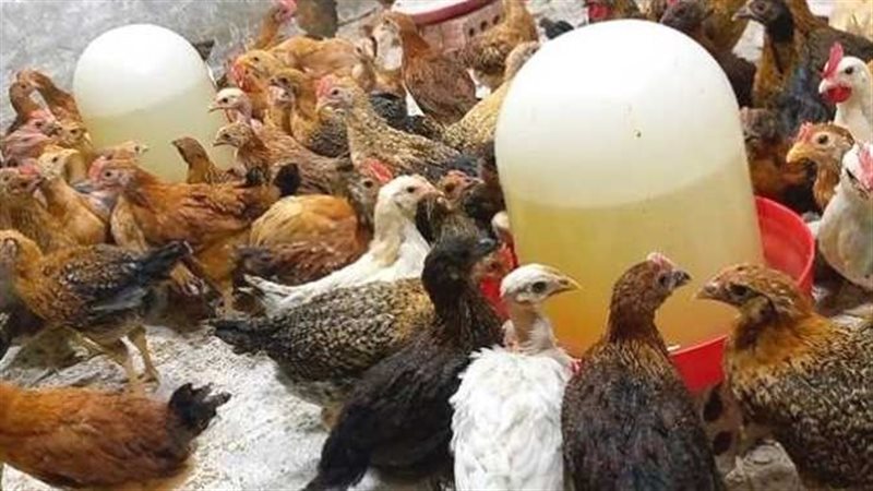 أسعار الفراخ اليوم،