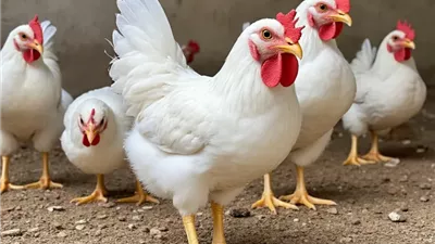 انخفاض البيضاء، سعر الفراخ اليوم الجمعة 5 سبتمبر 2025 (آخر تحديث)