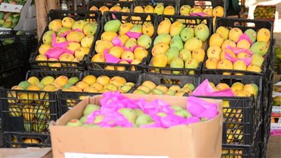  أسعار المانجو اليوم، العويسي تقفز إلى 70 جنيها جملة و4 أصناف في 