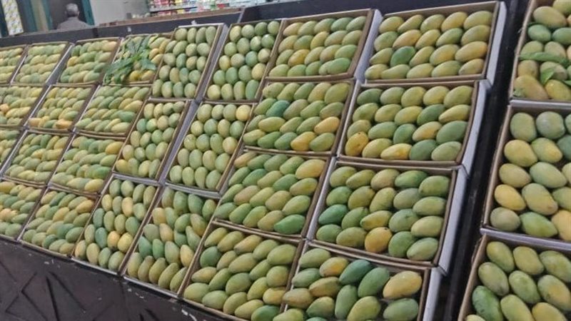 سعر المانجو اليوم