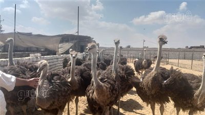 تضم 800 طائر، جولة داخل أكبر مزرعة نعام في الإسماعيلية (فيديو وصور) 