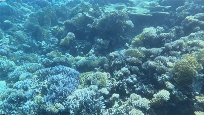 بدء البرنامج السنوي لرصد الشعاب المرجانية بالبحر الأحمر ومؤشرات على تعافيها من ظاهرة الابيضاض