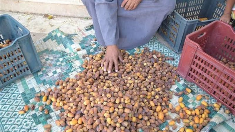بلح الوادي الجديد،