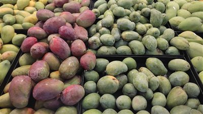 أسعار المانجو اليوم الثلاثاء، ارتفاع يضرب جميع الأصناف باستثناء الزبدية والنعومي