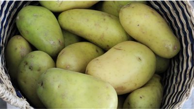 تصيبك بـ 7 أمراض أخطرها الهلوسة، تحذير شديد الخطورة من البطاطس الخضراء