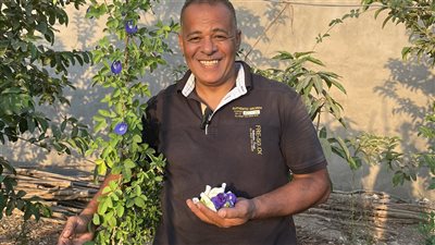 لأول مرة بمصر، نجاح زراعة الشاي الأزرق بالبحيرة وسعر الكيلو يصل لـ6 آلاف جنيه (فيديو وصور)