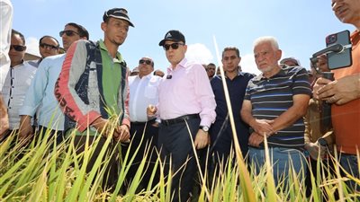 كفر الشيخ:  زيادة محصول الأرز 10 آلاف فدان عن العام الماضي (صور)