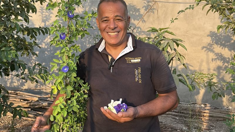 زراعة الشاي الأزرق