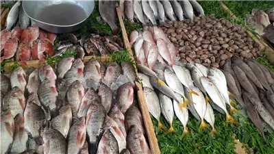 سعر السمك اليوم، انخفاض قشر البياض 20 جنيها والمكرونة 15 وقفزة في البوري والجمبري