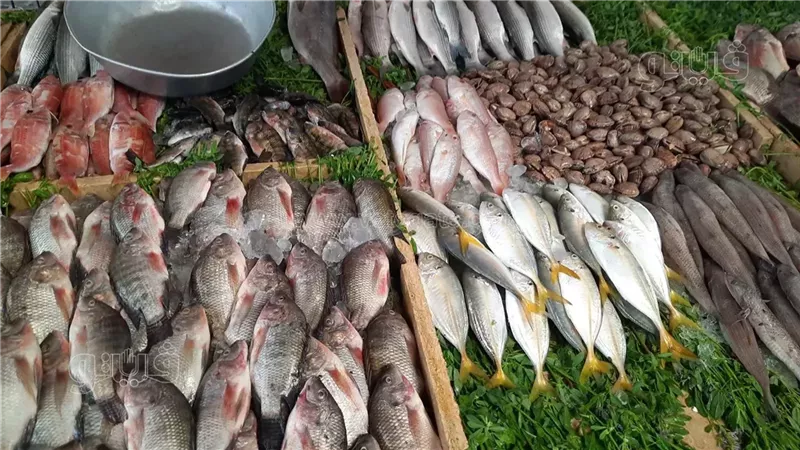 سعر السمك اليوم،
