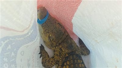 مشهد غريب، تمساح في مياه البحر بشاطئ أبو تلات بالإسكندرية (فيديو)