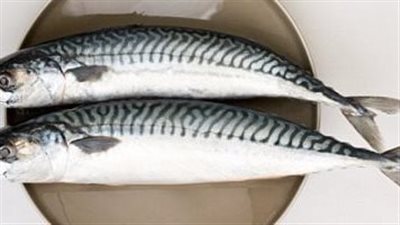 فوائد سمك الماكريل، يقوى العظام والذاكرة ويحمي من أمراض الشيخوخة والقلب 