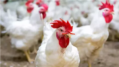 الكتكوت انخفض إلى 20 جنيها، 