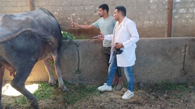 انطلاق حملة تحصين الماشية ضد الحمى القلاعية والوادي المتصدع بأسيوط