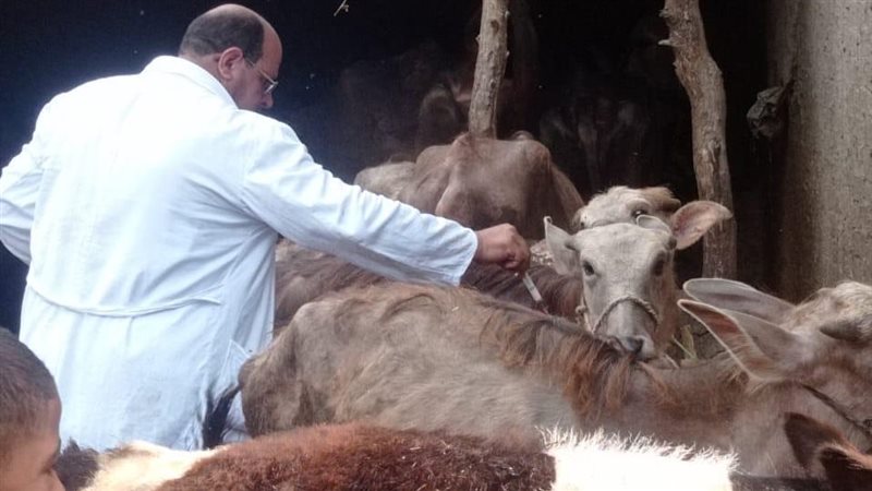 تحصين المواشي بالدقهلية،