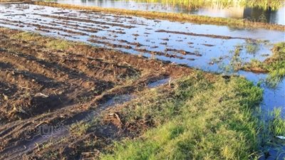 غرق 268 فدانا من أراضي طرح النهر بسبب ارتفاع منسوب النيل بالمنوفية 