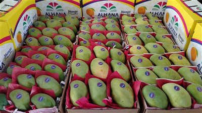 ارتفاع جديد للزبدية، أسعار المانجو اليوم الإثنين 15 سبتمبر 2025