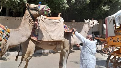 جهود مكثفة من أوراسكوم بيراميدز وطب بيطري الجيزة للحفاظ على صحة الدواب بالأهرامات