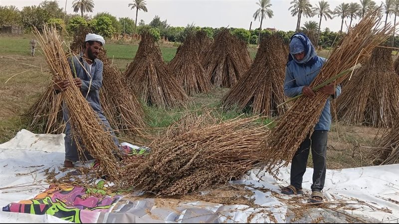 جانب من حصاد السمسم