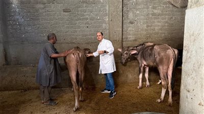 تحصين 194 ألف رأس ماشية ضد الحمى القلاعية بالدقهلية