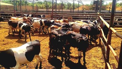 زراعة الإسماعيلية تواصل جهودها لدعم صغار المربين وتنفيذ مبادرة 