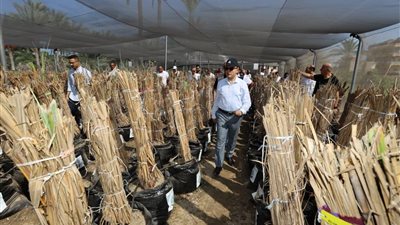 محافظ كفر الشيخ يفتتح أول مشتل نخيل مجتمعي بالتعاون مع منظمة الأغذية 