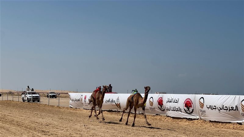 سباق الهجن 