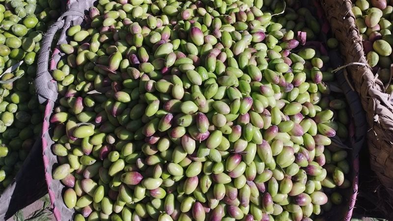 أنواع وأسعار الزيتون