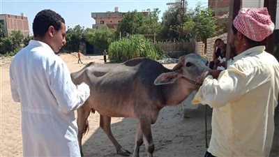 الزراعة: 3 ملايين جرعة للقاحي الحمى القلاعية والوادي المتصدع