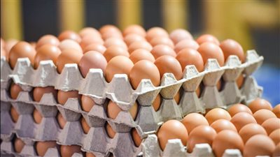 بعد وصول الكرتونة لـ 200 جنيه.. شعبة الثروة الداجنة: غلاء البيض غير مبرر.. وهذه قائمة الأسعار قبل بدء العام الدراسي