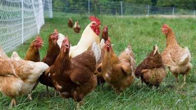 طالت البيضاء والبلدي، ارتفاع سعر الفراخ اليوم الجمعة 19 سبتمبر 2025 