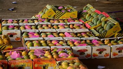 أسعار المانجو اليوم الجمعة، انخفاض العويسي 10 جنيهات وارتفاع 3 أصناف منها البلدي
