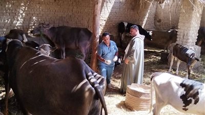 حملات بيطرية شاملة بالوادي الجديد لفحص وتحصين الثروة الحيوانية 