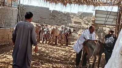 تحصين 204 آلاف و362 رأس ماشية في الدقهلية 