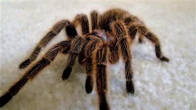 تفسير رؤية العنكبوت في المنام وعلاقتها بالرغبة في إيذاء الآخرين 