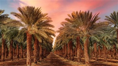 تفسير رؤية النخل في المنام وعلاقتها بإنجاب الكثير من الأطفال 