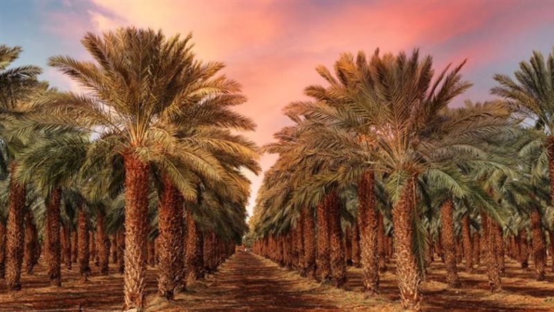 تفسير رؤية النخل