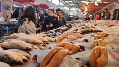 مهرجان البطارخ يجذب آلاف الزائرين لـ
