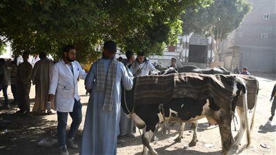 قافلة بيطرية مجانية توقع الكشف على 389 حالة بقرية أولاد علي في سوهاج