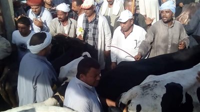 الإسكندرية تحصد المركز الثاني في تحصين الماشية ضمن الحملة القومية الثانية