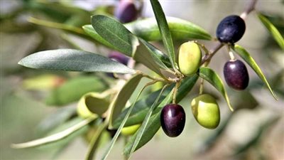 زيتونة تونسية نادرة.. عمرها 900 عام وتعطي كل موسم زيتا وفيرا
