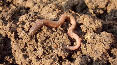 الأكبر في تاريخ البشر.. اكتشاف دودة ألفية عملاقة في إنجلترا