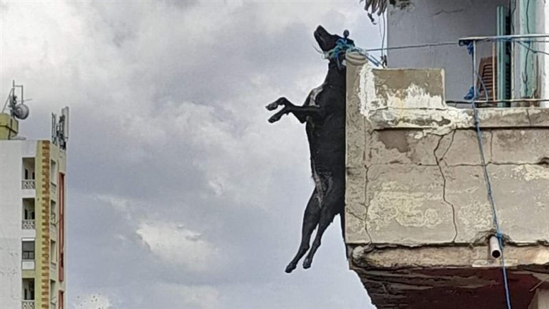 كلب مشنوق في لبنان