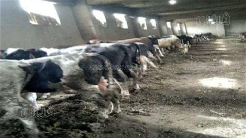 النهوض بالثروة الحيوانية